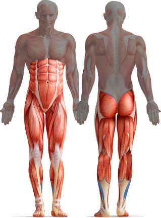 core muscles diagram